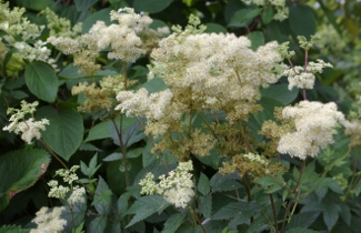 Filipendula ulmaria