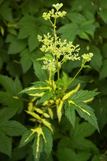 Filipendula ulmaria 'Variegata'