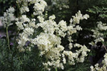 Filipendula vulgaris