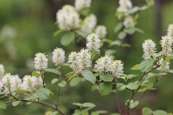 Fothergilla 'Mount Airy'