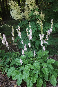 Francoa appendiculata