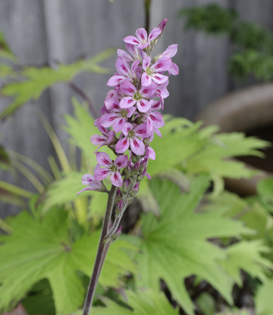 Francoa sonchifolia