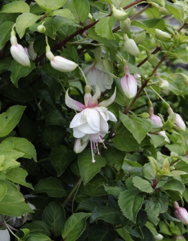 Fuchsia 'Annabel'