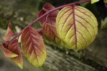 Fuchsia 'Autumnale'