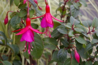 Fuchsia 'Beauty of Clyffe Hall'