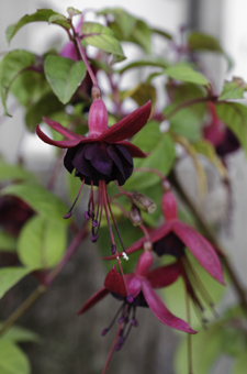 Fuchsia 'Roesse Blacky'