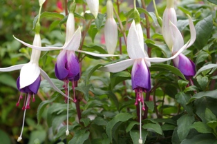 Fuchsia 'Carmel Blue'