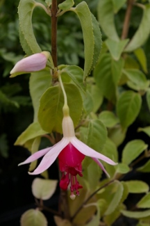 Fuchsia 'Celia Smedley'