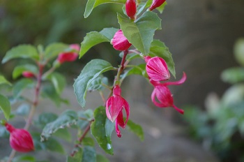 Fuchsia 'Chili Red'