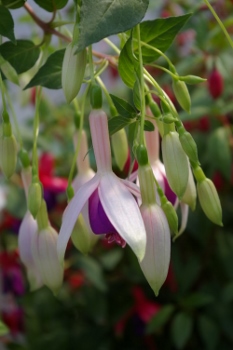 Fuchsia 'Curtsy'