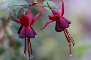 Fuchsia 'DebRon's Black Cherry'