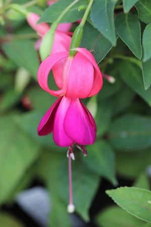 Fuchsia 'DebRon's Mangolita'