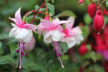 Fuchsia 'DebRon's Snow Fairy'