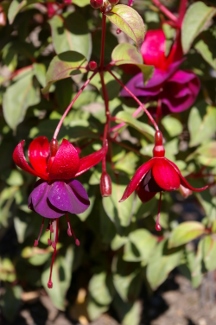 Fuchsia 'DebRon's Smokey Blue'