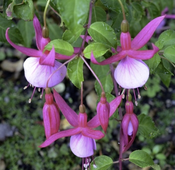 Fuchsia 'Delta Wonder'