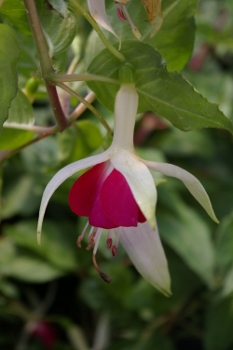 Fuchsia 'Dodo'