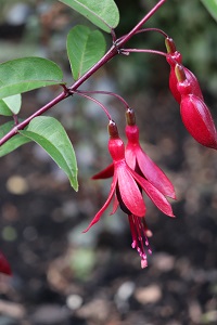 Fuchsia 'Dying Embers'