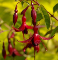 Fuchsia 'Dying Embers'