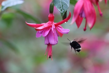 Fuchsia 'Edith'