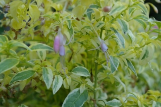 Fuchsia 'Enstone'