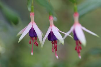 Fuchsia 'Exmoore Woods'