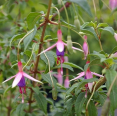 Fuchsia 'Exmoore Woods'