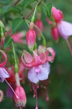 Fuchsia 'Foxgrove Wood'