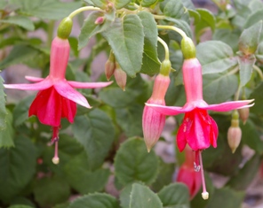 Fuchsia 'Fred Swales'