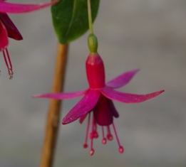 Fuchsia 'Fuchsiade 88'