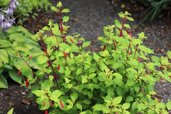 Fuchsia 'Genii'