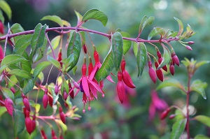 Fuchsia 'Globosa'