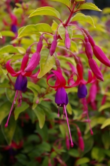 Fuchsia 'Golden Gate'