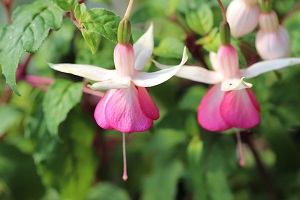 Fuchsia 'Gordon's China Rose'