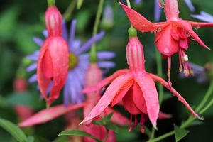 Fuchsia 'Groene Kans Glorie'