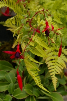 Fuchsia 'Harlequin'