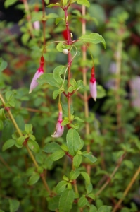 Fuchsia 'Lady Bacon'