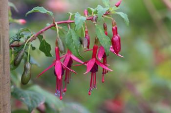 Fuchsia 'Lechlade Magician'