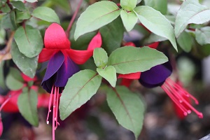 Fuchsia 'Lord Byron'