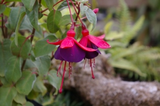Fuchsia 'Lord Byron'