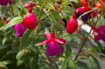 Fuchsia 'Margaret'