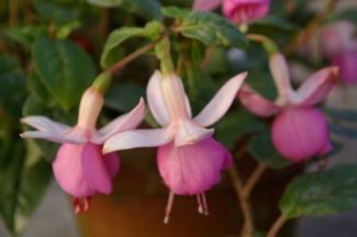 Fuchsia 'Marie Eileen'