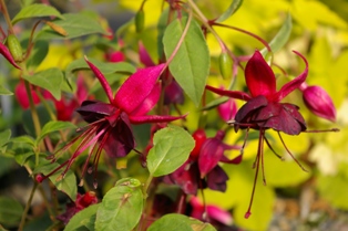 Fuchsia 'Maxima'