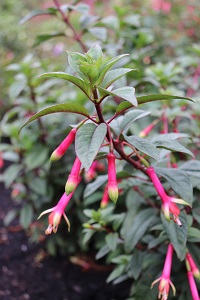 Fuchsia 'Neon Tricolor'