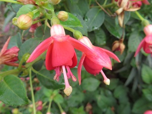 Fuchsia 'Nici's Findling'