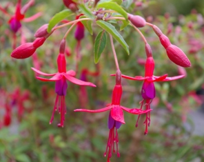 Fuchsia 'Papoose'