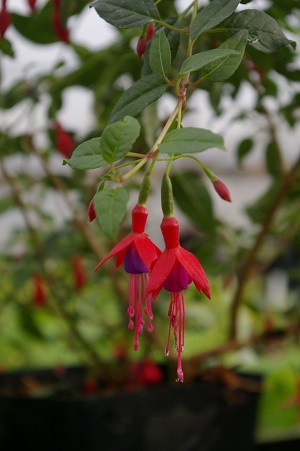 Fuchsia 'Pumila'