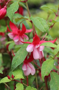 Fuchsia 'Remembrance'