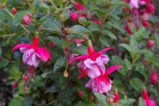 Fuchsia 'Rose N Blue'