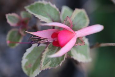 Fuchsia 'Roswitha'