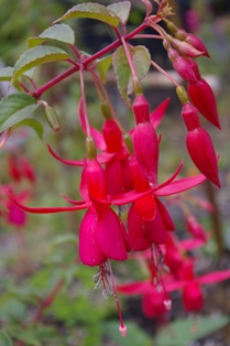 Fuchsia 'Rufus'